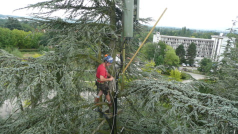 Installation d'antenne Telecom dans les arbres 