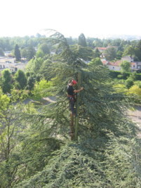 Pose d'antenne Telecom sur les arbres hauteur 26 m